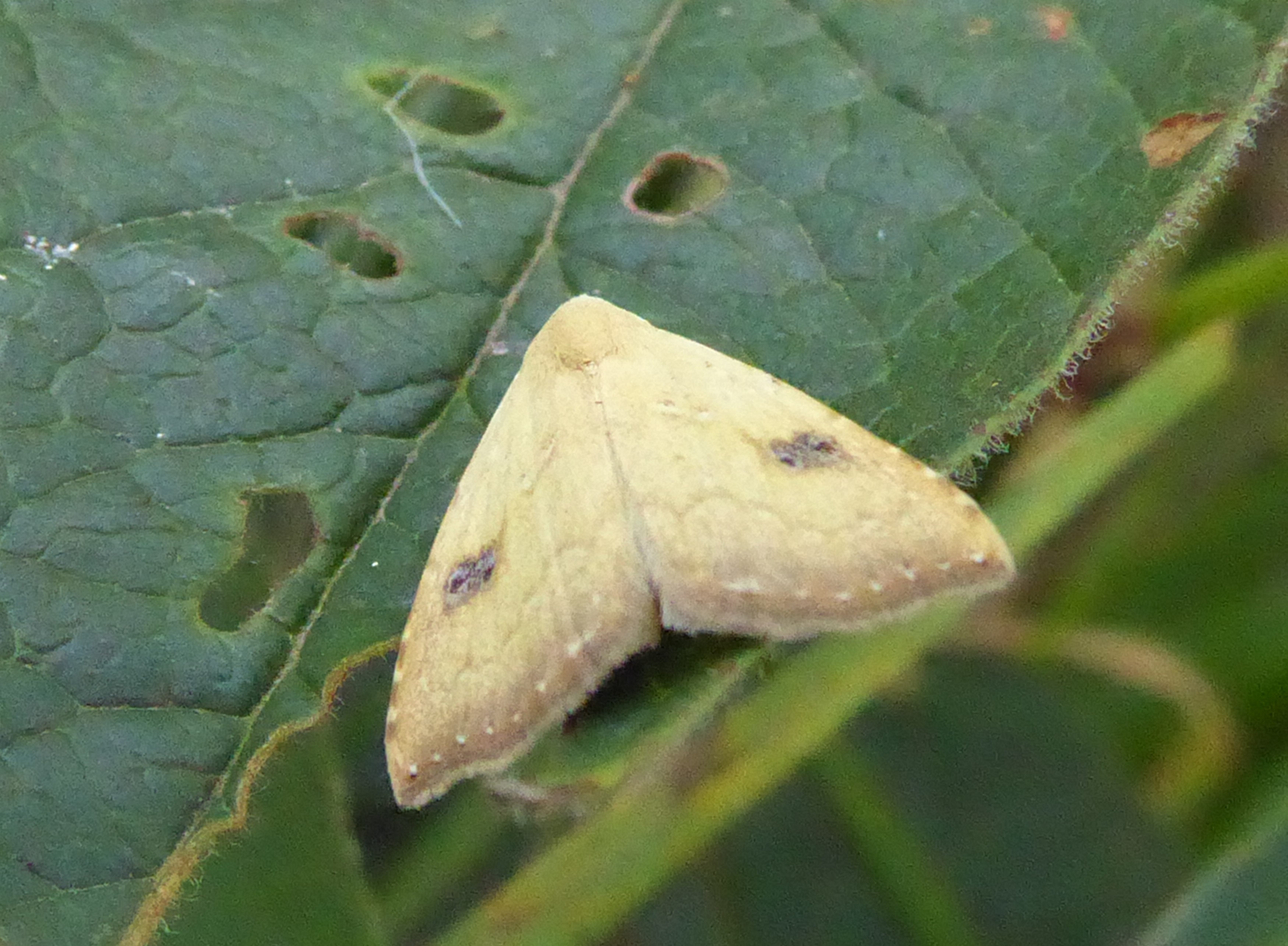 nachtvlinder onbekend